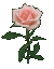 Rosa Amorosa